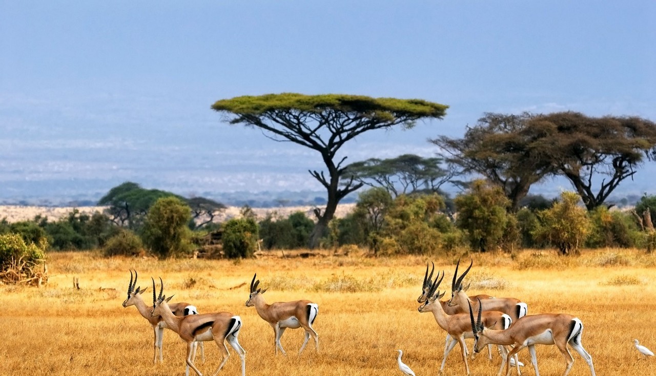 Programas Africa
